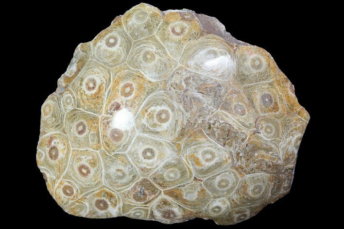 Polished Fossil Coral (Actinocyathus) Head - Morocco #72335